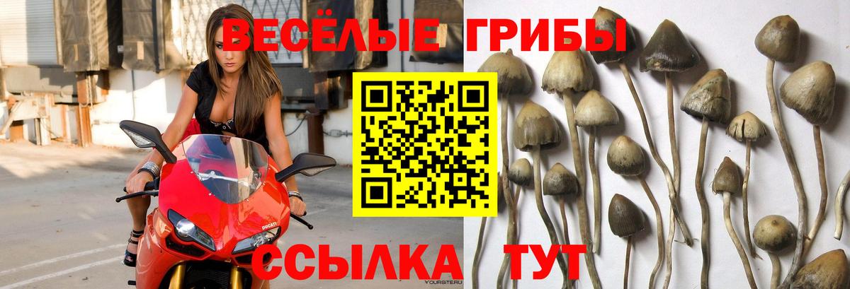 Псилоцибиновые грибы мухоморы  Вход с VPN  сколько стоит  Великие Луки  Галлюциногенные грибы мухоморы 